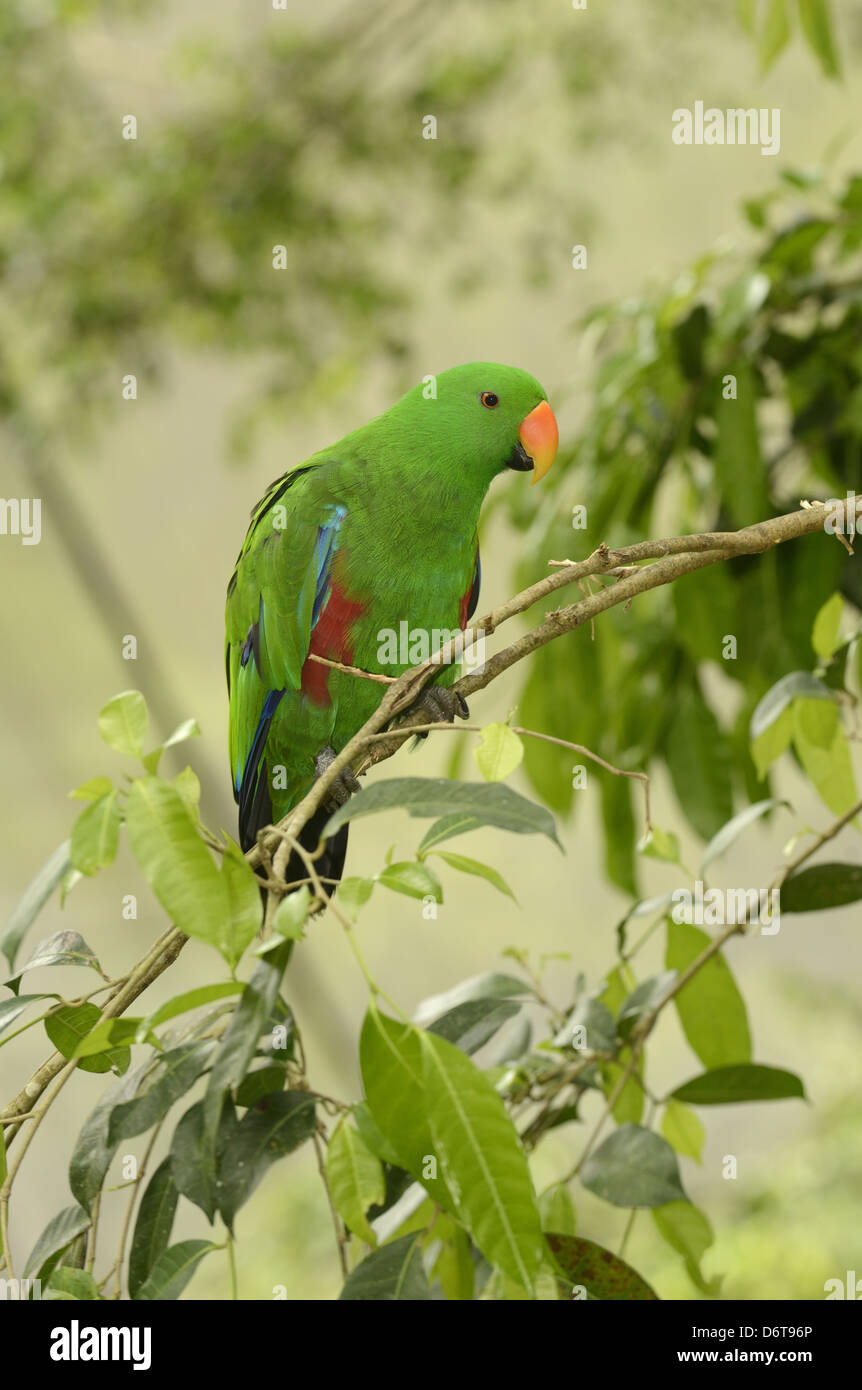 Perroquet Eclectus roratus Eclectus () mâle adulte, perché sur branche, Queensland, Australie, novembre Banque D'Images