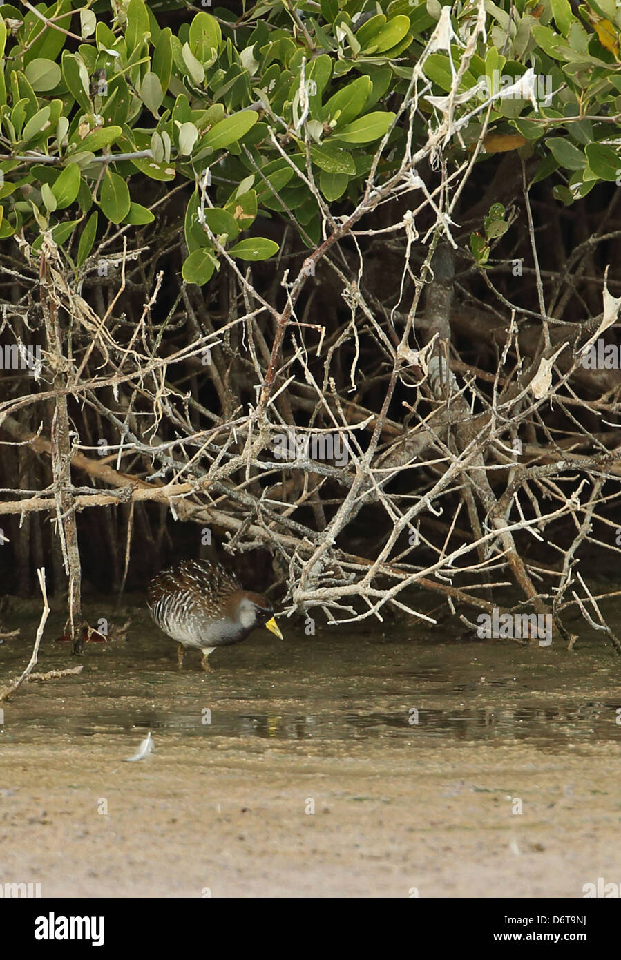 Râle de la (Porzana carolina) des profils, d'alimentation ci-dessous les mangroves, Cayo Coco, Jardines del Rey, province de Ciego de Avila, Cuba, Mars Banque D'Images