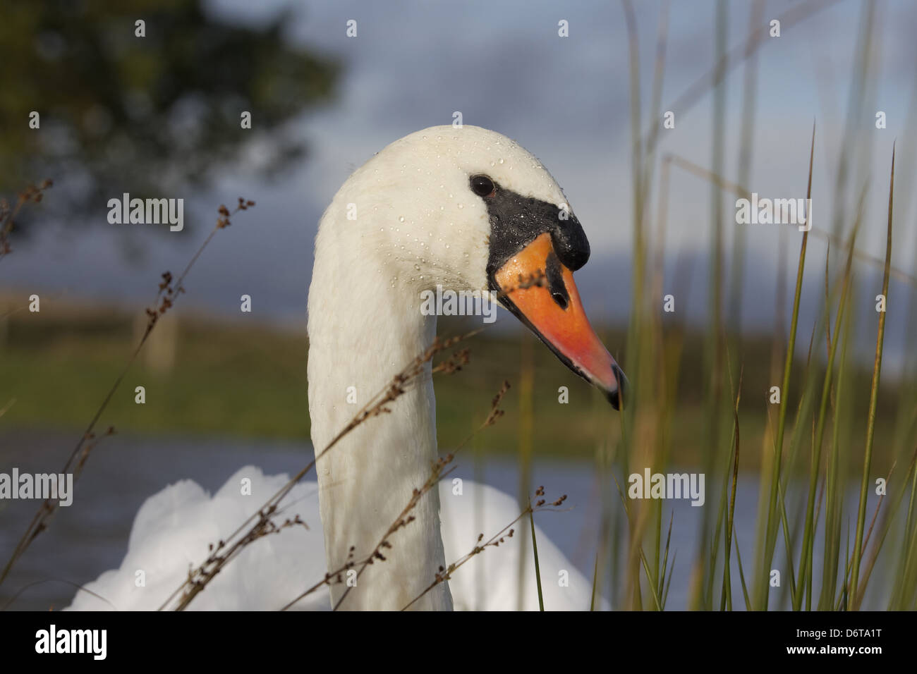Mute Swan (Cygnus olor) adulte, close-up de la tête et du cou, Warwickshire, Angleterre, Novembre Banque D'Images