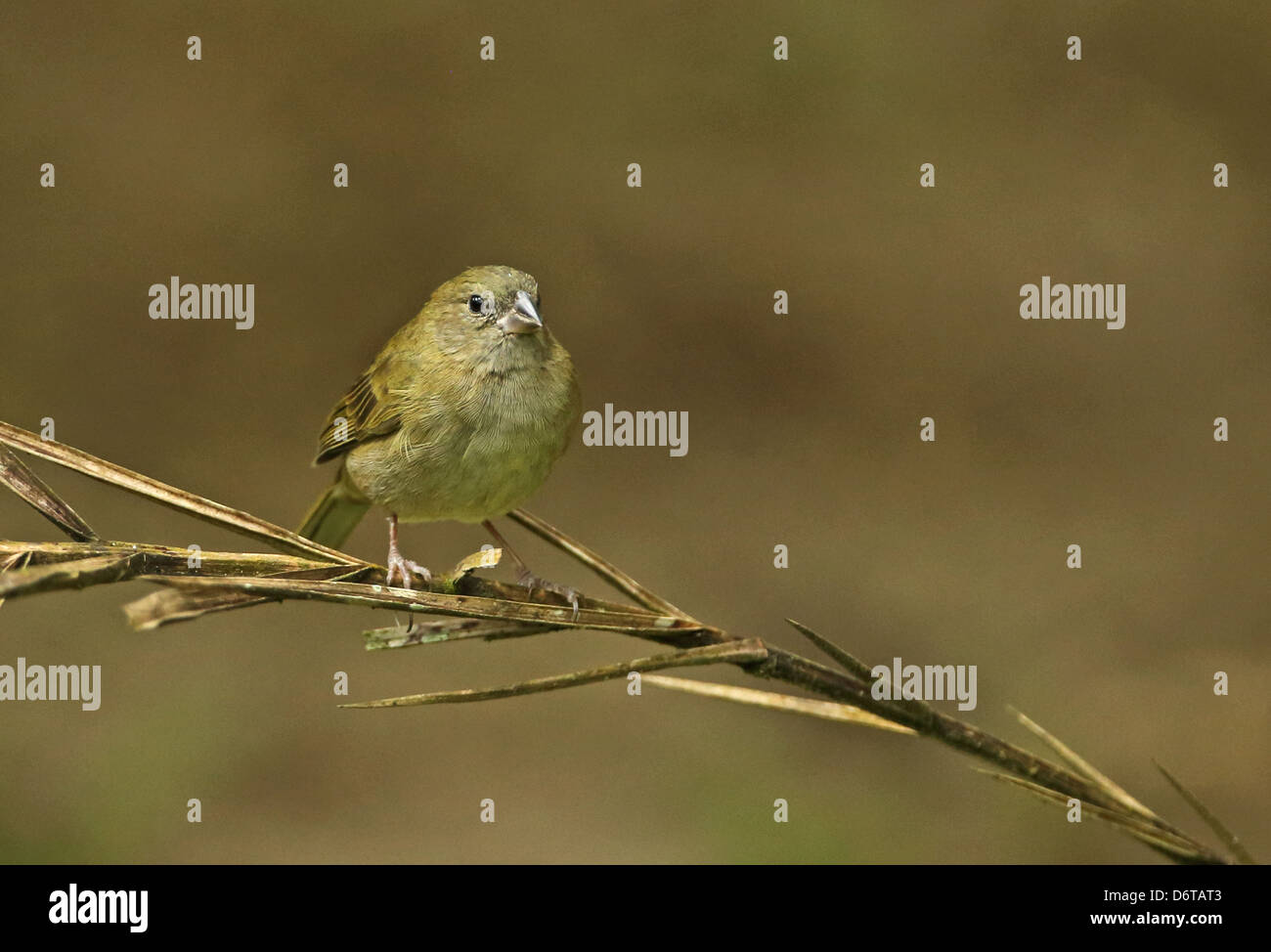 Black-faced Grassquit Tiaris bicolor omissus souches femelles adultes perché sur fond doux Plantation Sainte-lucie Îles du Vent Banque D'Images