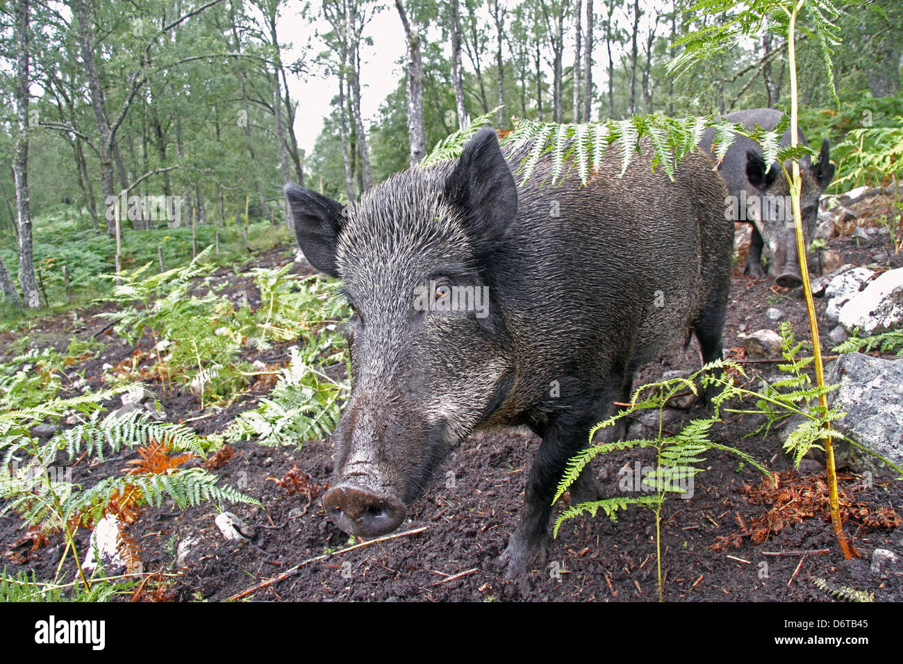 Sanglier eurasien Sus scrofa deux truies utilisées pour le contrôle dans la zone clôturée bracken Dundreggan Glen Moriston immobiliers forestiers Banque D'Images