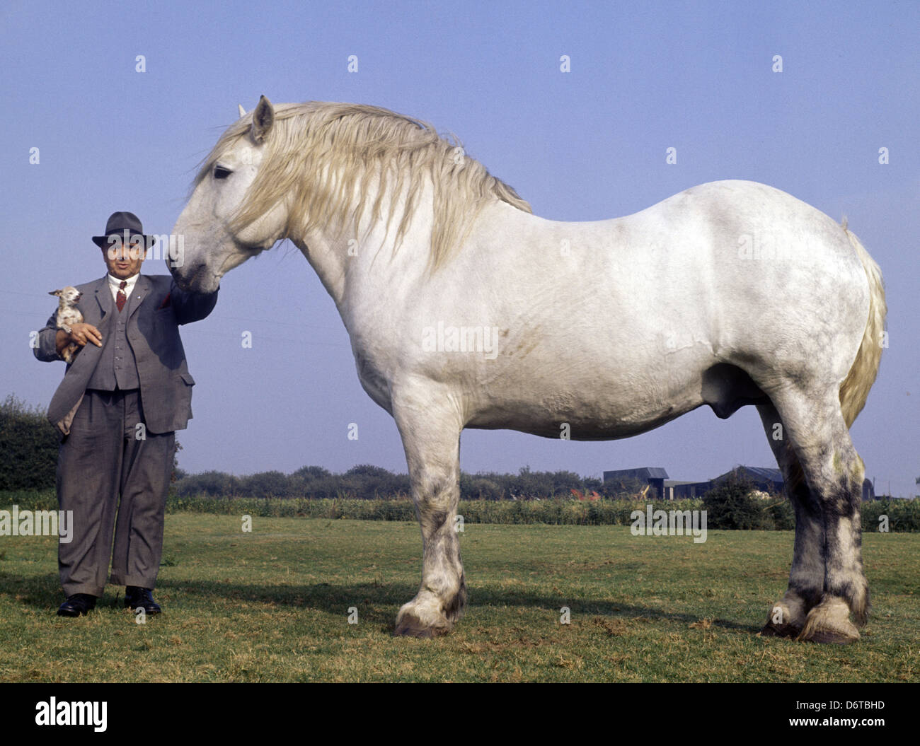 Percheron cheval lourd / étalon de 16 ans / 18 1/2 mains / 2800 lbs Banque D'Images