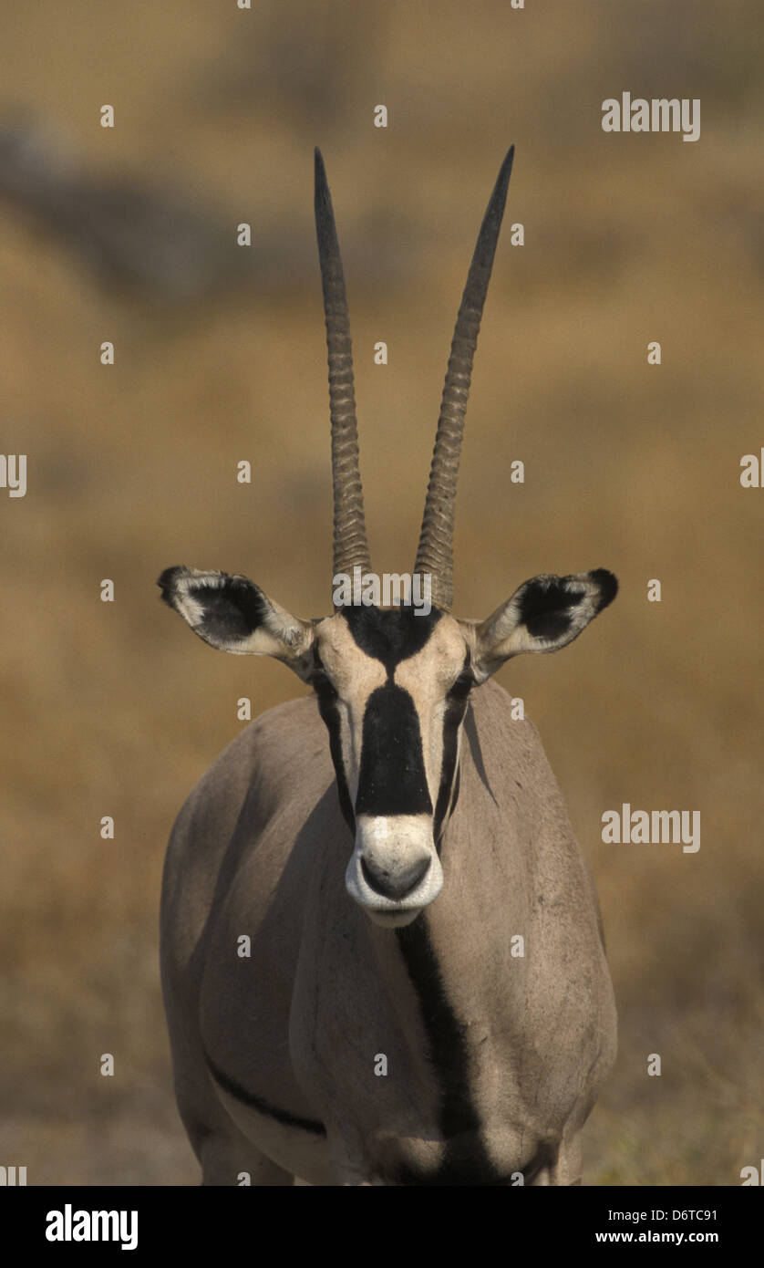 Oryx de beisa (Oryx gazella beisa) Head Banque D'Images