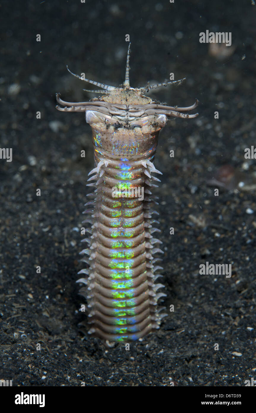 Ver Bobbit (Eunice aphroditois) adulte, avec mâchoires ouvertes, émergeant de trou, Détroit de Lembeh, Sulawesi, îles de la sonde, Indonésie Banque D'Images