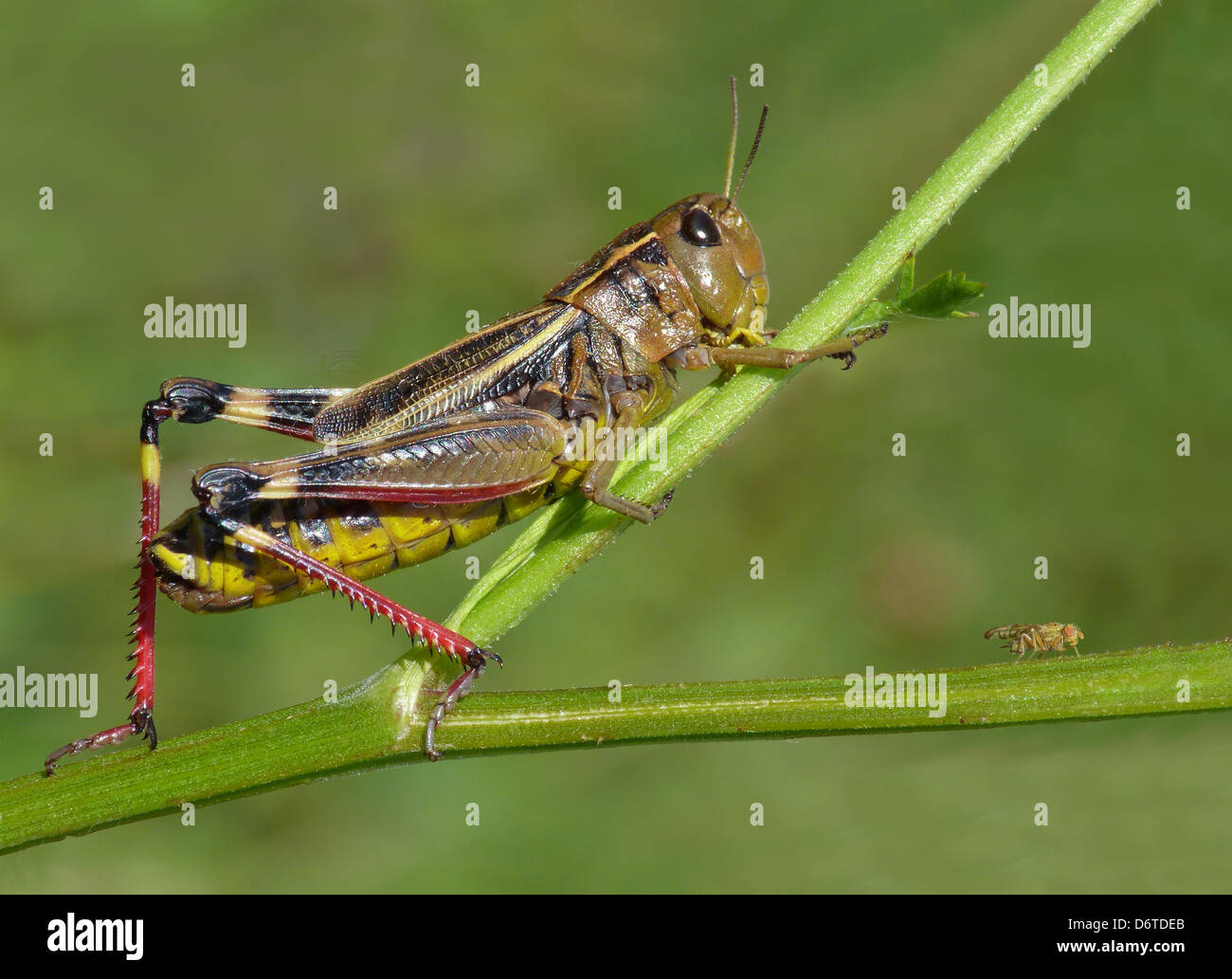 Grande sauterelle Arcyptera fusca bagués femelle adultes reposant sur la Vallée Cannobina souches Alpes italiennes piémont nord de l'Italie Juillet Banque D'Images