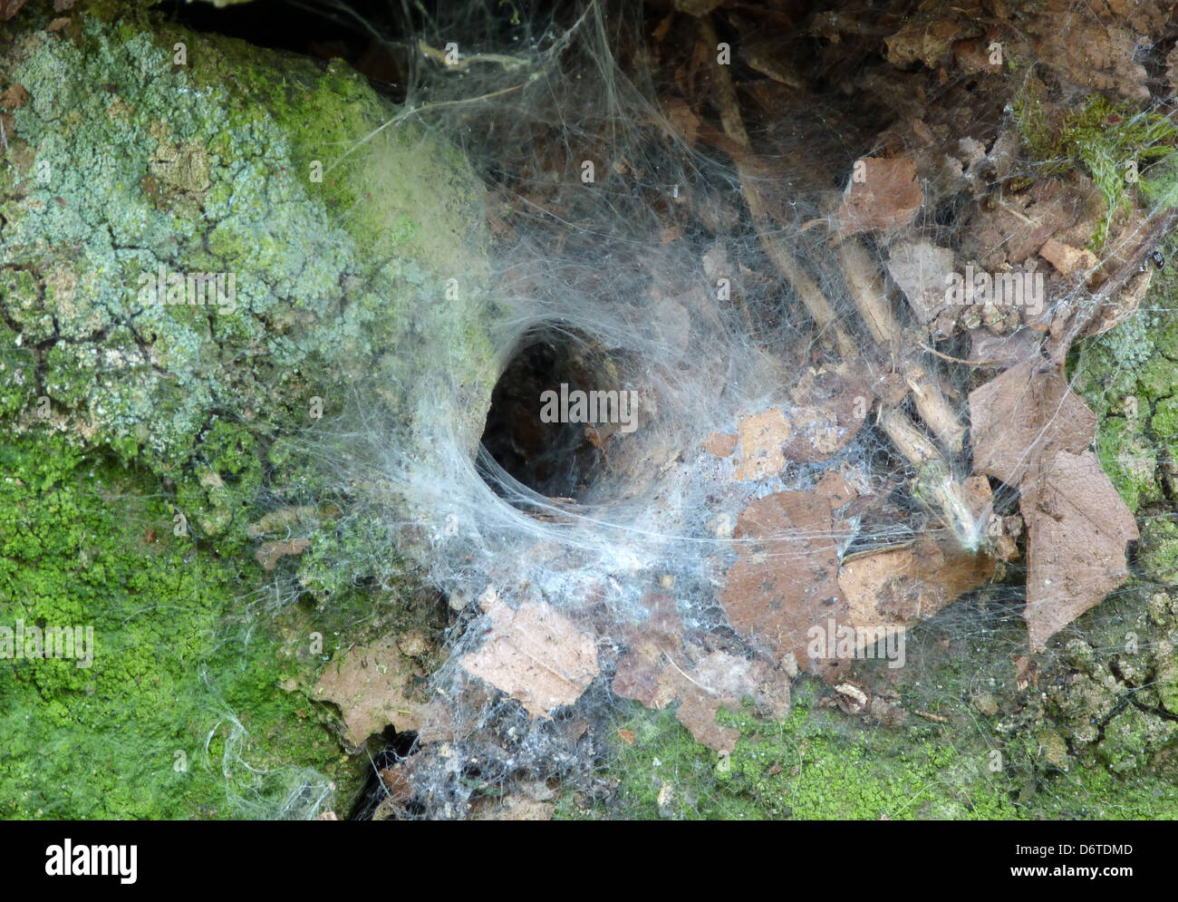 La Dentelle jardin araignée palmés (Amaurobius similis) entrée de web dans mur de pierre, Leicestershire, Angleterre, Août Banque D'Images