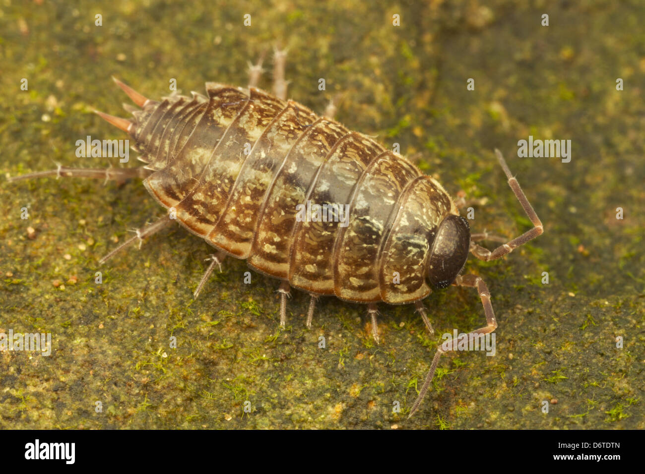 Cloporte rayé commun Philoscia muscorum (adultes), reposant sur la pierre, Leicestershire, Angleterre, octobre Banque D'Images