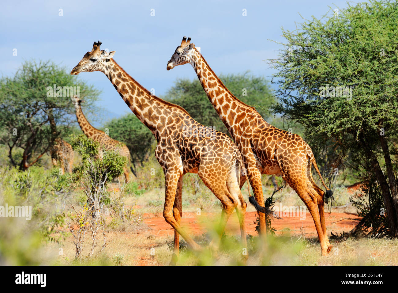 Les Girafes à l'Est de Tsavo National Park, Kenya, Afrique de l'Est Banque D'Images