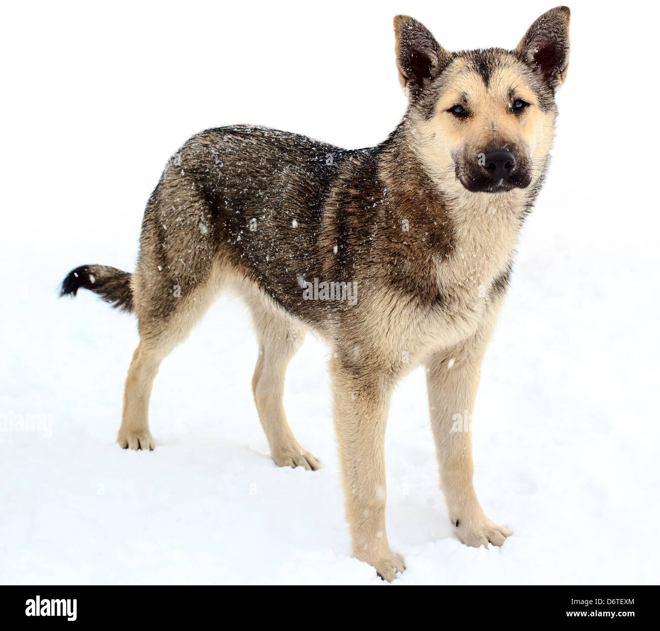 Animaux sans-abri dans la ville - la population n'ont pas les propriétaires d'animaux, surtout les chiens et les chats qui vivent dans la ville de Moscou. Banque D'Images