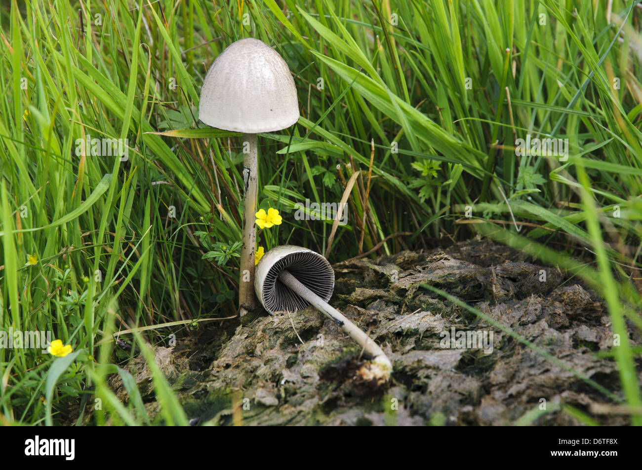 Egghead Mottlegill Panaeolus tubaeformis fructification croissant sur cowpat Derryguaig Isle Hébrides intérieures Mull Ecosse Août Banque D'Images