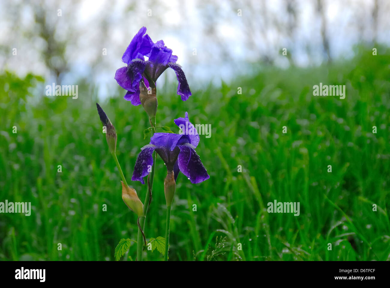 Iris fleurs dans un champ après la pluie. Banque D'Images