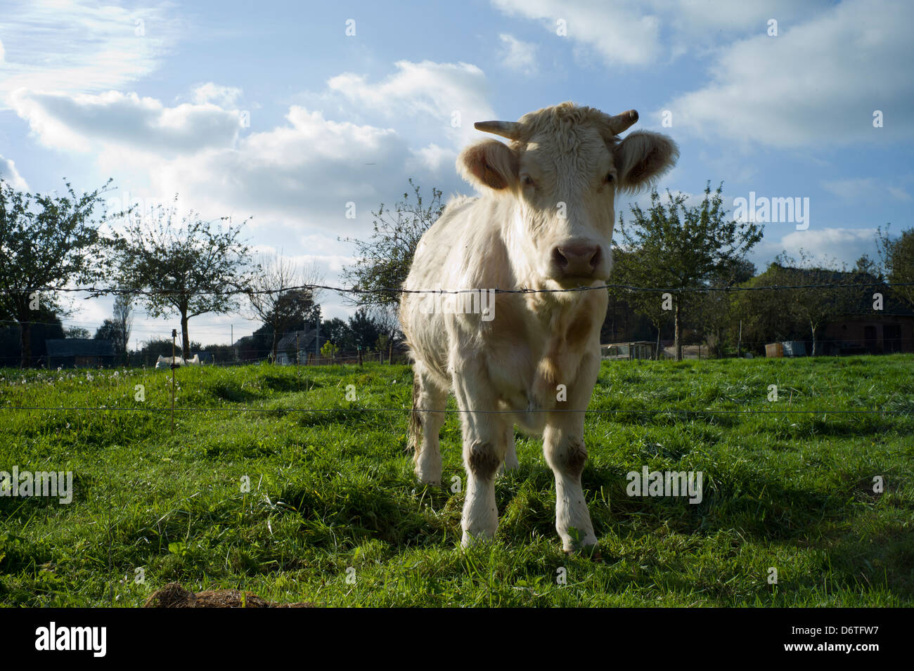 Jeune veau en champ, Normandie, France Banque D'Images