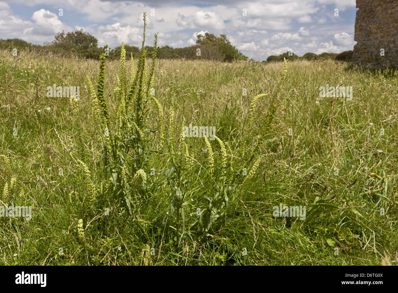 Reseda luteola (soudure) floraison, poussant dans les prairies côtières, Berry Head N.N.R., Torquay, Devon, Angleterre, juillet Banque D'Images