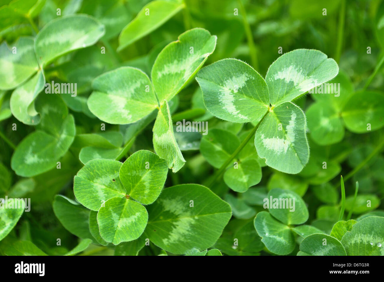 Gros plan des feuilles de trèfle vert frais Banque D'Images Gros plan des feuilles de trèfle vert frais Banque D'Images