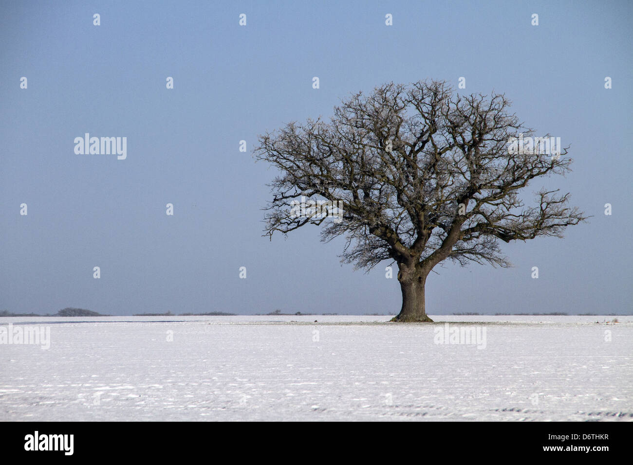 Arbre de chêne anglais solitaire en hiver paysage de terres agricoles. Ce grand champ est dans le Brecklands sur la frontière Norfolk, Suffolk Banque D'Images