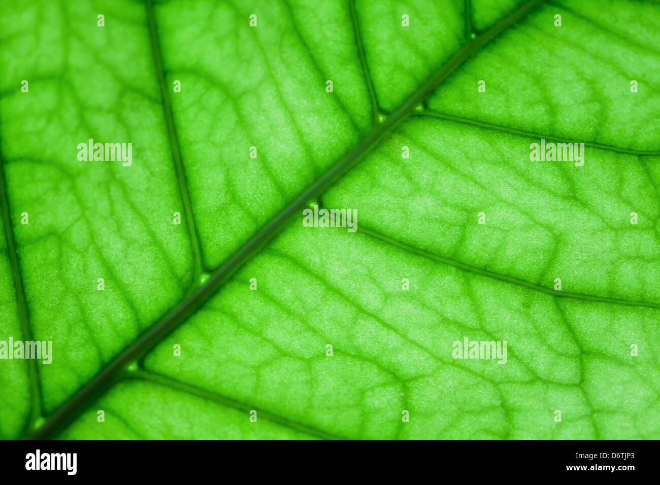 Fragment de feuille macro plante verte Banque D'Images