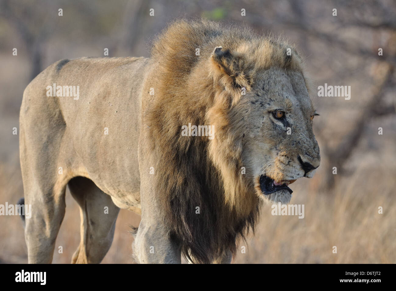 Lion, Panthera leo, menaçant de marche, Kruger National Park, Afrique du Sud, l'Afrique Banque D'Images