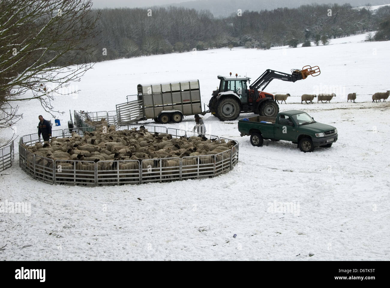 L'élevage de moutons en troupeau de penning agriculteurs prêts pour la neige pour le marché de tri worming Wendover Buckinghamshire Angleterre Janvier Banque D'Images