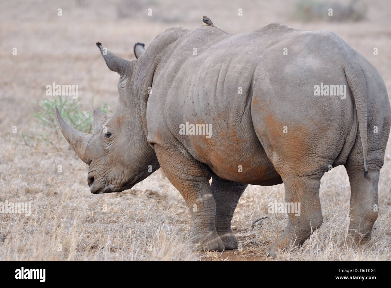 Rhinocéros blanc ou Square-lipped rhinoceros (Ceratotherium simum) dans les herbes sèches, Kruger National Park, Afrique du Sud, l'Afrique Banque D'Images