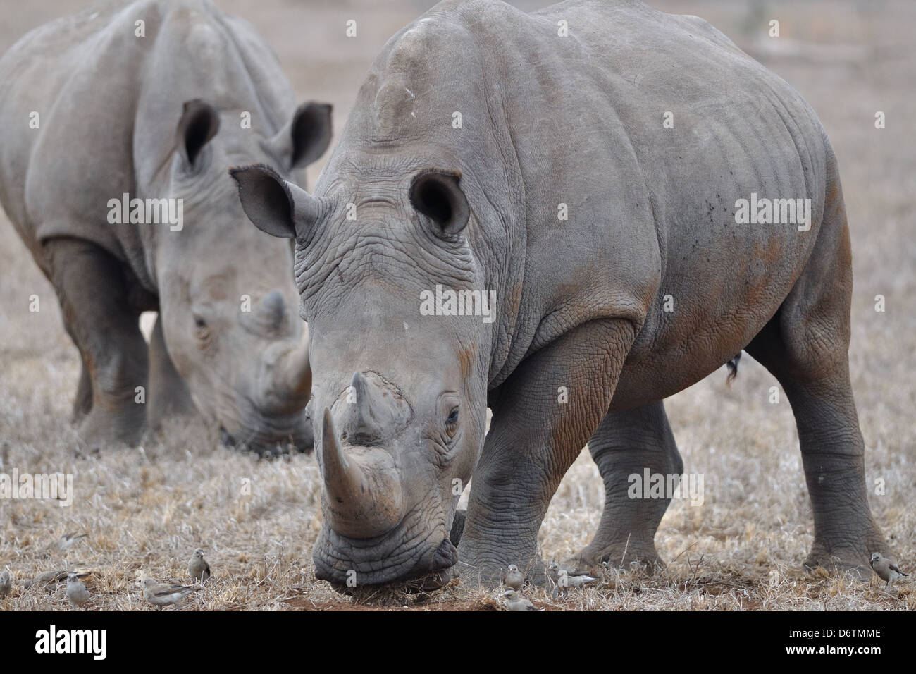 Les rhinocéros blanc (Ceratotherium simum), manger, Kruger National Park, Afrique du Sud, l'Afrique Banque D'Images