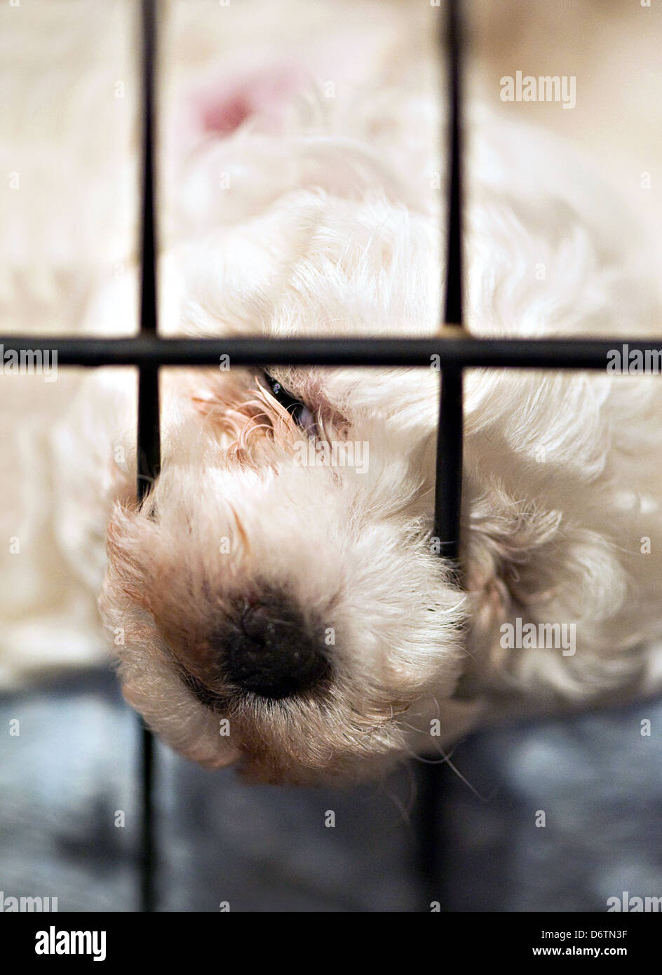 Un bébé chiot avec son nez piquer à travers la cage Banque D'Images