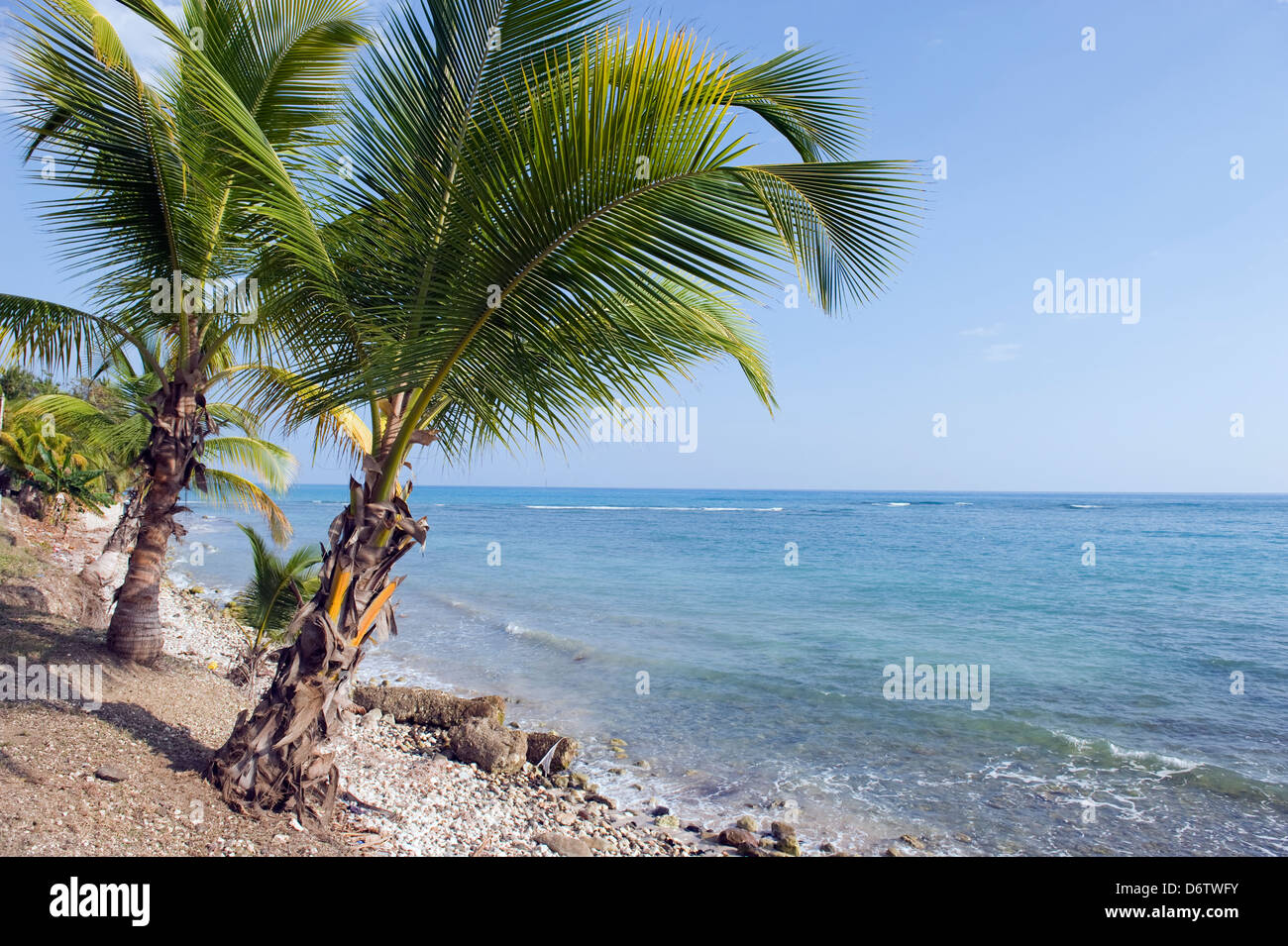 La plage bordée de palmiers, Jacmel, Haïti, Caraïbes Banque D'Images