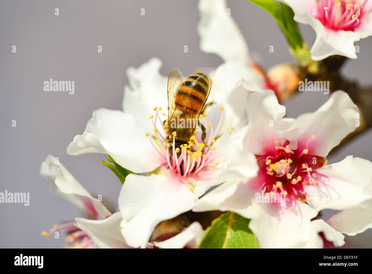Au-dessus d'une abeille fleur d'amande Banque D'Images