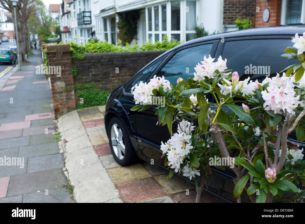 Voiture à petit arbuste à fleurs, l'espace de stationnement Banque D'Images