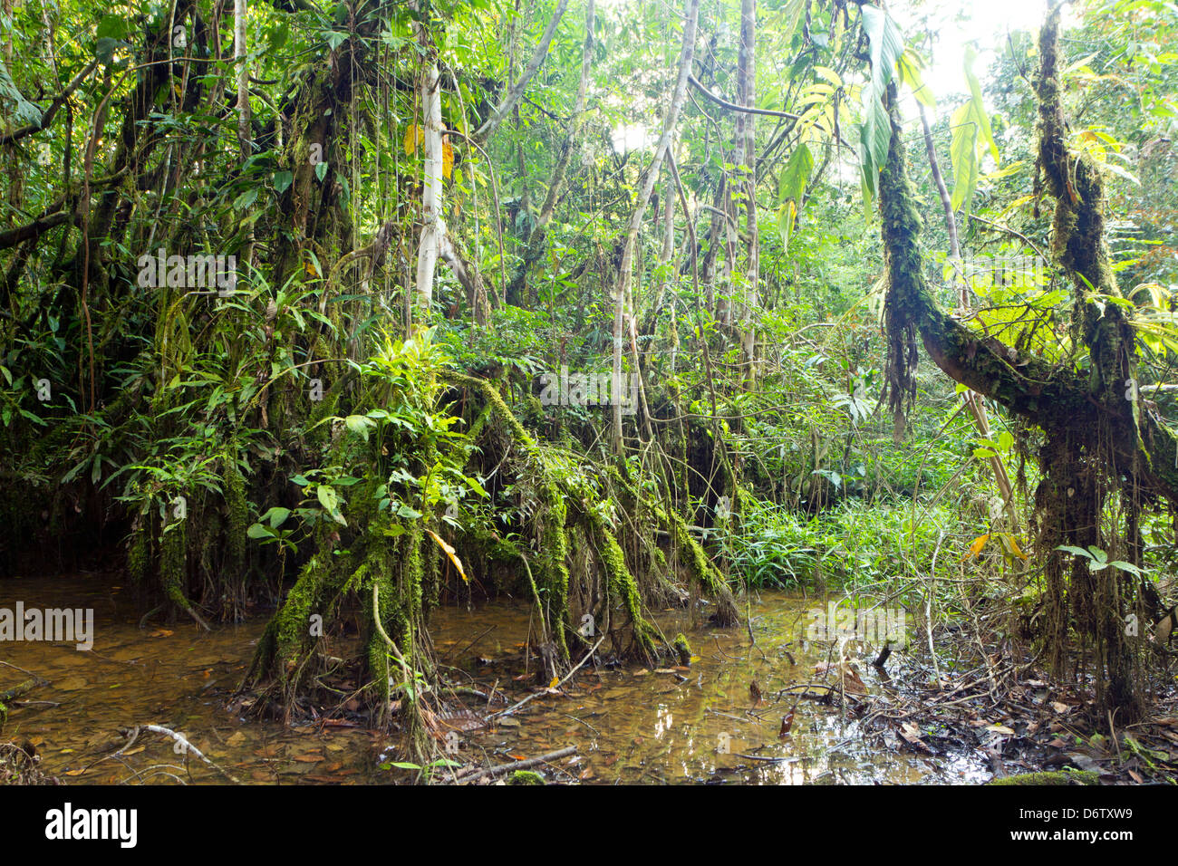L'intérieur de la forêt marécageuse près du bord d'une rivière d'Amazonie en Equateur Banque D'Images