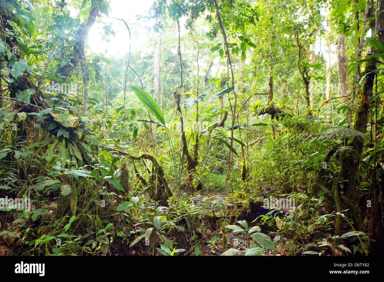 L'intérieur de la forêt marécageuse près du bord d'une rivière d'Amazonie en Equateur Banque D'Images