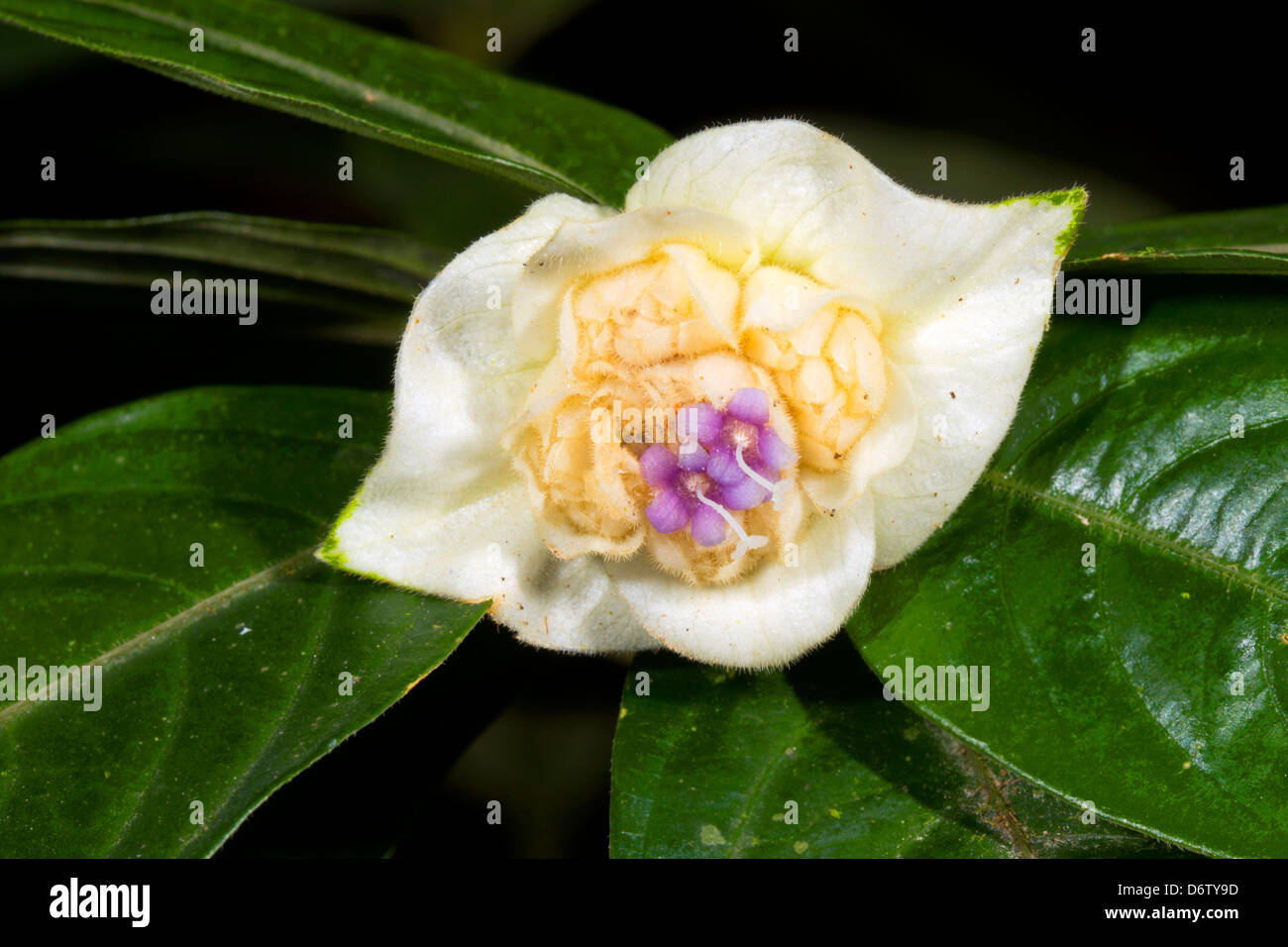 Une fleur blanche Psychotria (Rubiaceae) croissant en Amazonie équatorienne Banque D'Images