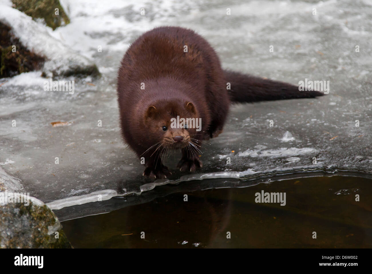 Vison d'Amérique (Neovison vison / Mustela vison), mustélidé indigène en Amérique du Nord sur la rivière gelée en hiver Banque D'Images