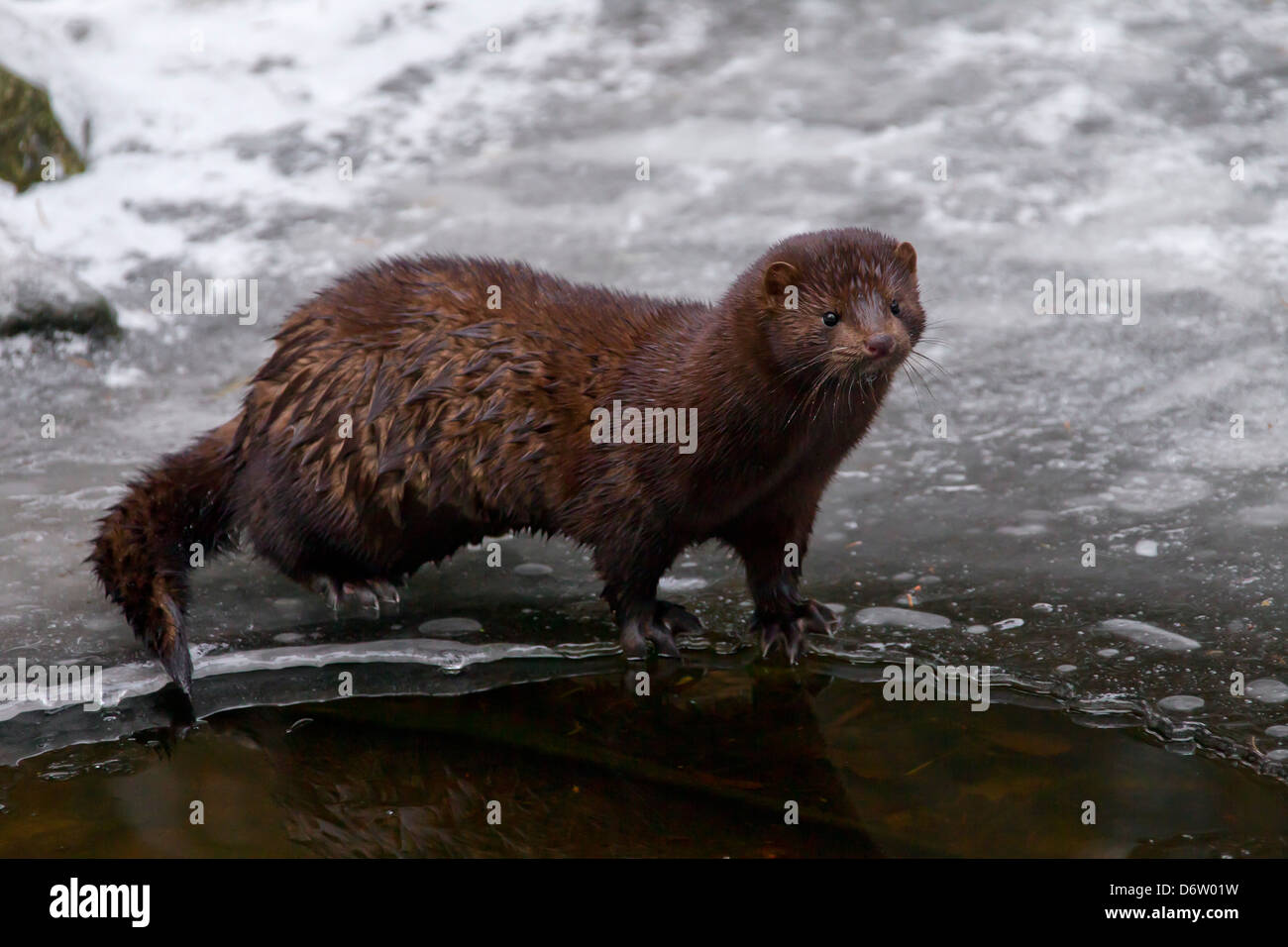 Vison d'Amérique (Neovison vison / Mustela vison), mustélidé indigène en Amérique du Nord sur la rivière gelée en hiver Banque D'Images