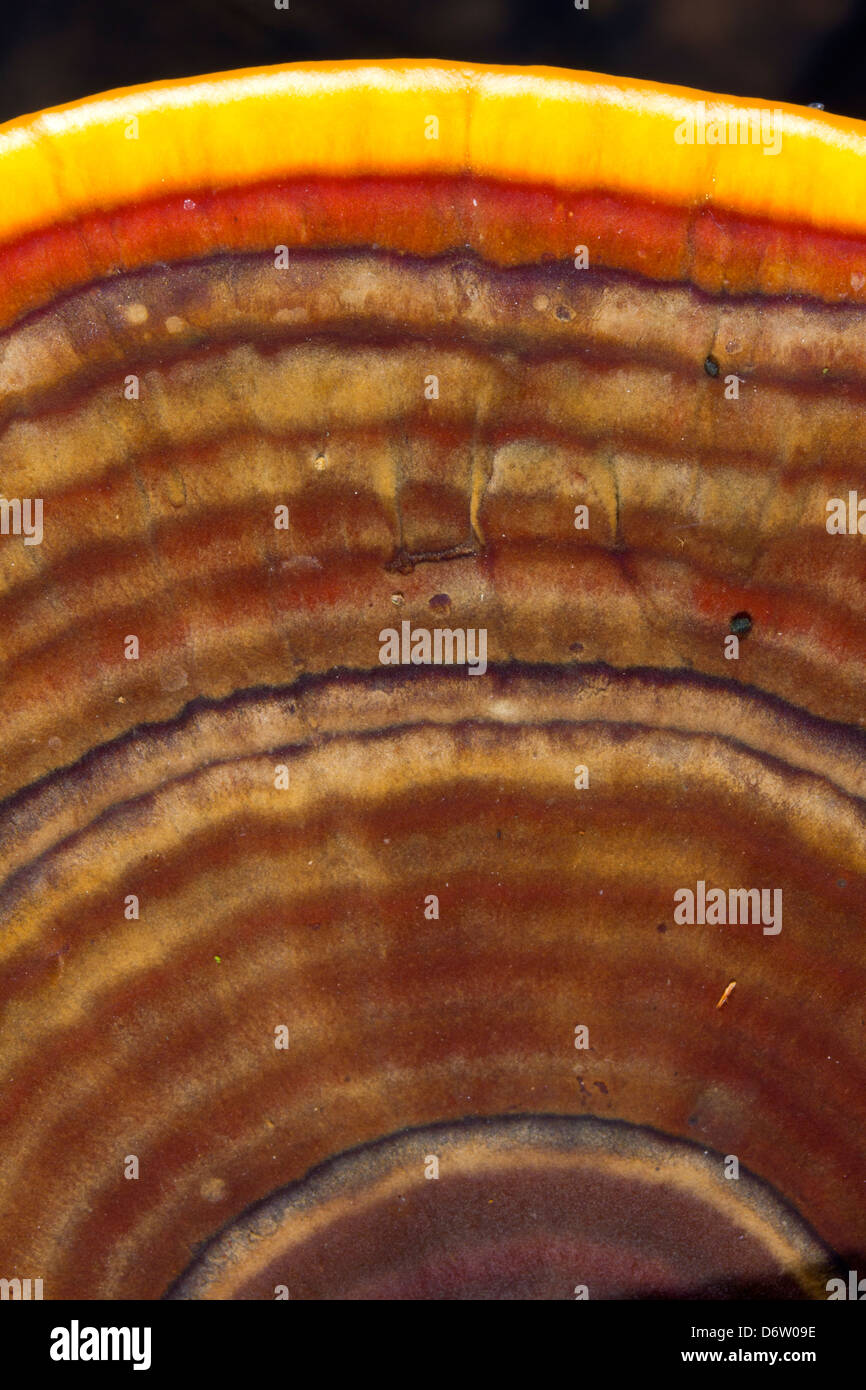 Ganoderma champignon poussant dans les forêts tropicales, de l'Équateur. Un moins connu par rapport de l'Ganoderma lucidum d'Asie Banque D'Images