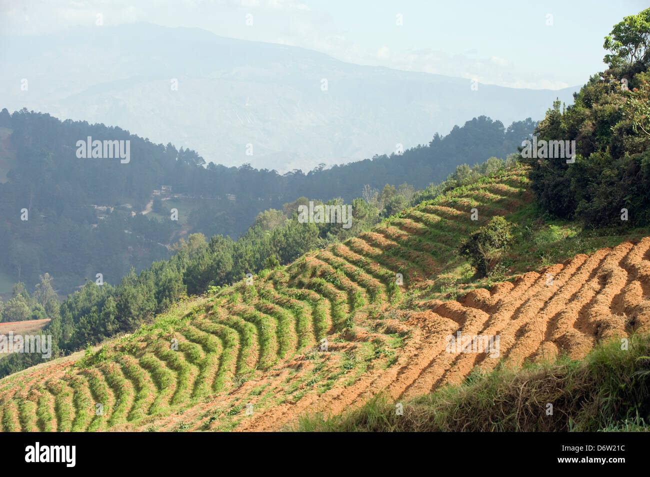 L'agriculture, Kenscoff montagnes au-dessus de Port-au-Prince, Haïti, Caraïbes Banque D'Images