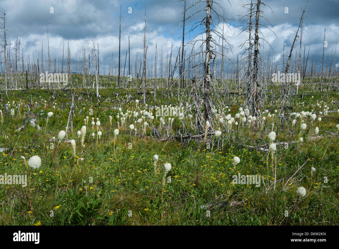 Bear grass fleurit sur le site d'un incendie de forêt dans le Glacier National Park, Montana. Banque D'Images