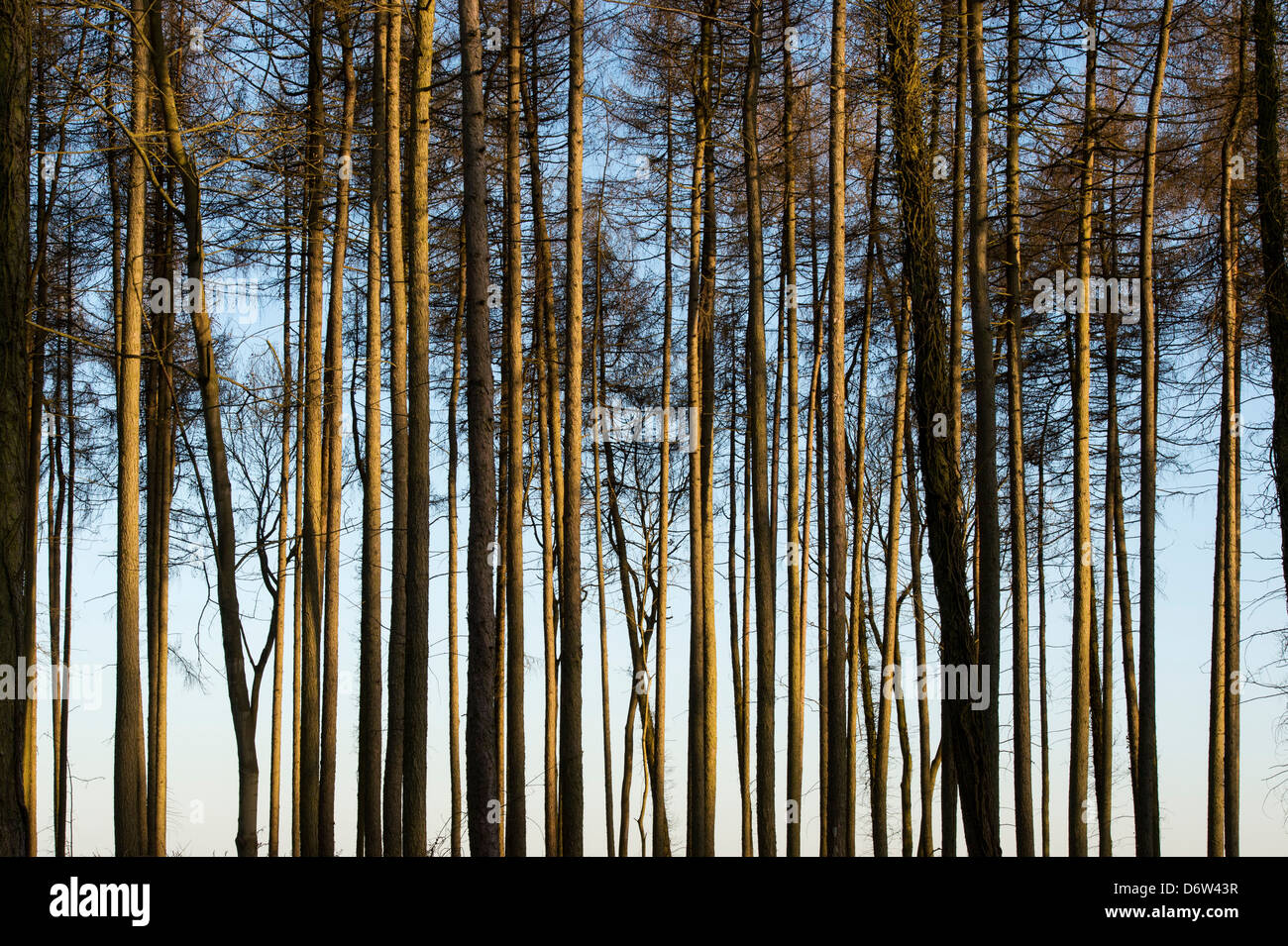 Pinus. Modèle de tronc d'arbre de pin sylvestre contre lumière du soir. UK Banque D'Images