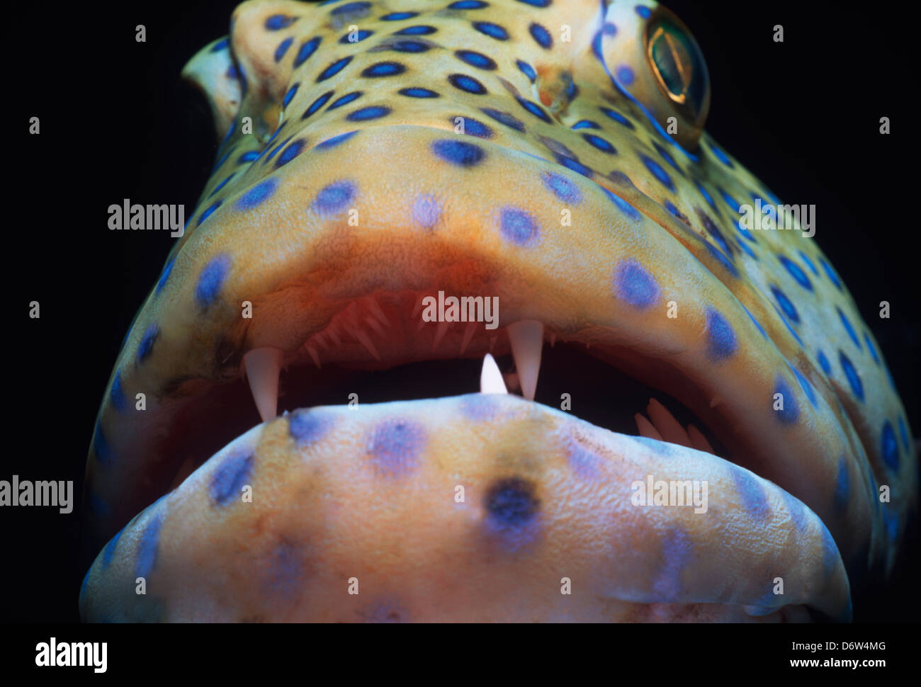 Œil d'un mérou paon (Cephalopholis argus) dans la mer Rouge, en Egypte. Banque D'Images