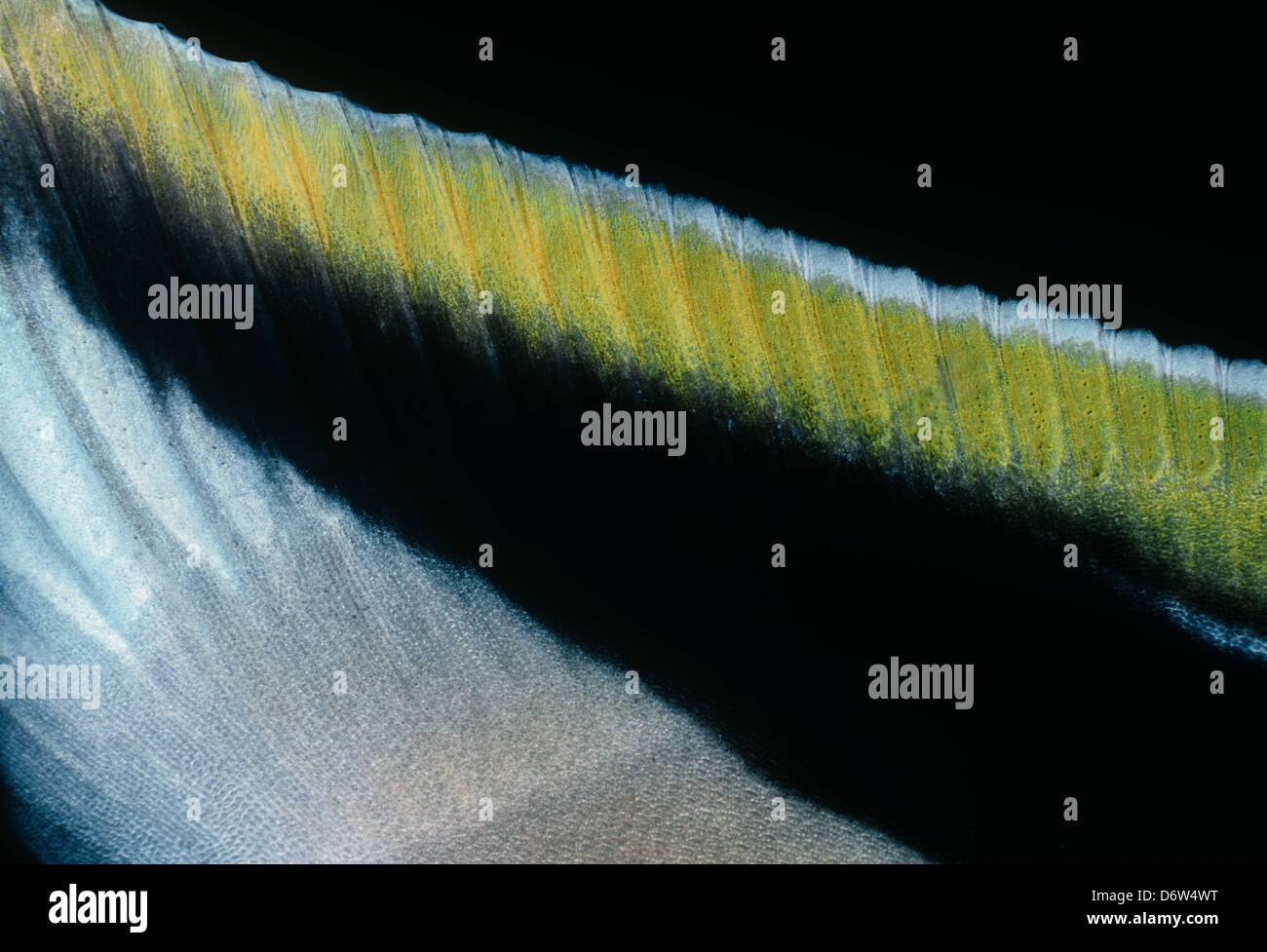 Nageoire dorsale d'une idole des Maures (Zanclus cornutus). L'île Cocos, le Costa Rica, l'océan Pacifique. Banque D'Images