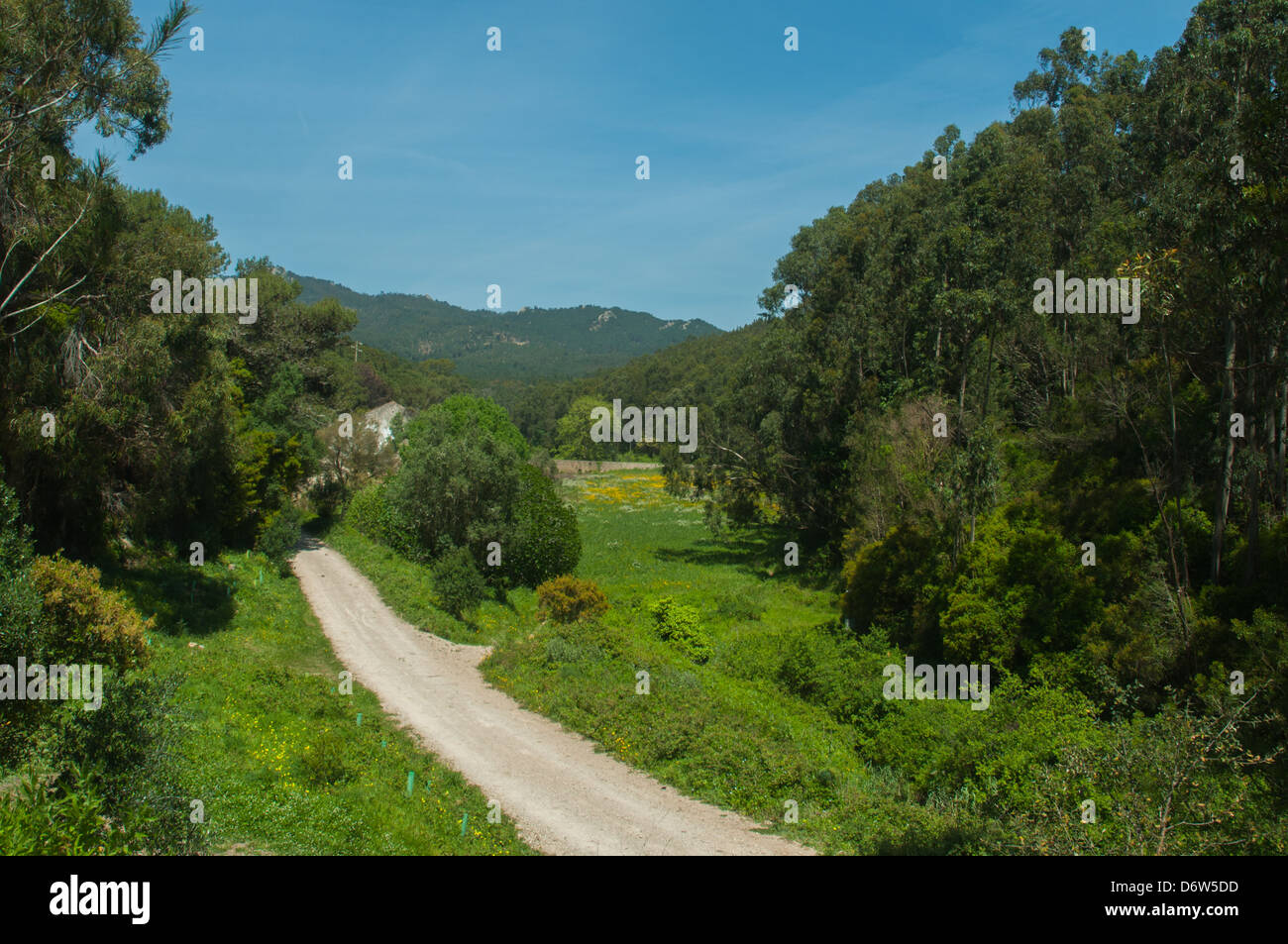 Chemin dans la forêt Banque D'Images