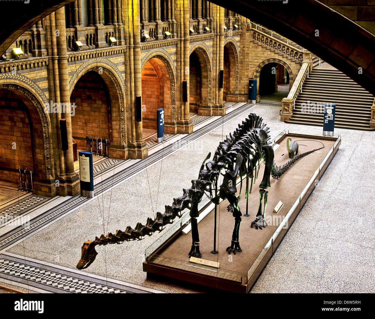 8414. Squelette de diplodocus, Natural History Museum, Londres, Angleterre, Europe Banque D'Images