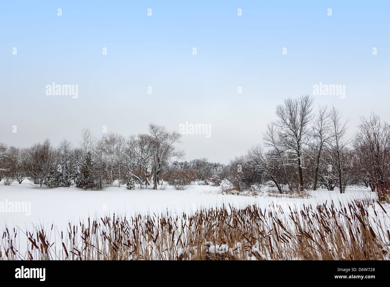 De plus en plus par un lac roseau recouvert de neige. Paysage d'hiver canadien. Banque D'Images