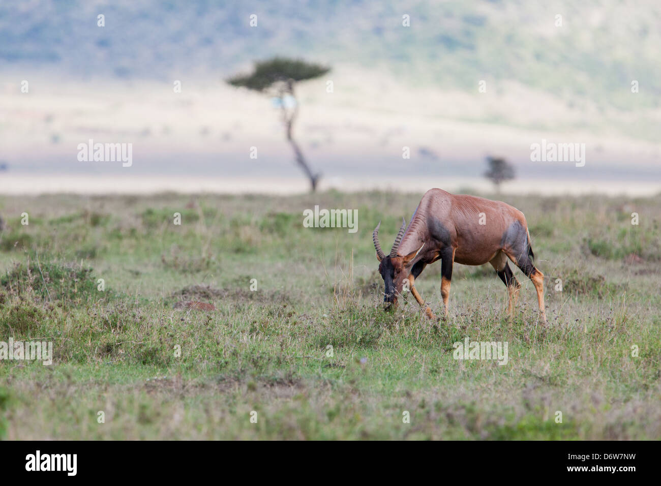 Topi le pâturage dans le Masai Mara Banque D'Images