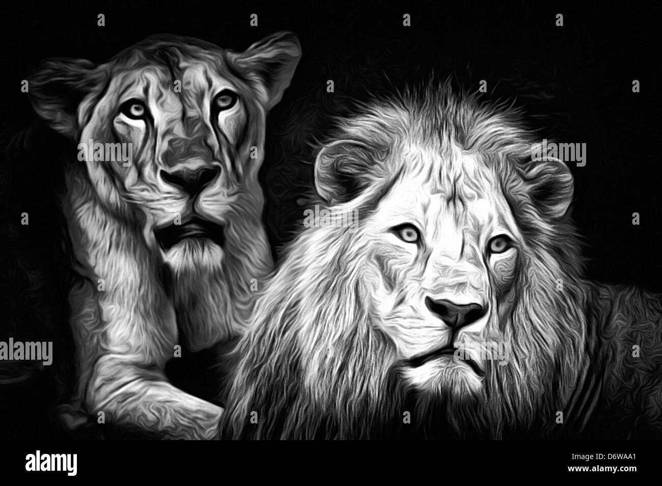 Les Lions, les illustrations des lions, lions d'Afrique, Lion et lionne, Panthera leo, espèces de mammifères carnivores, Banque D'Images