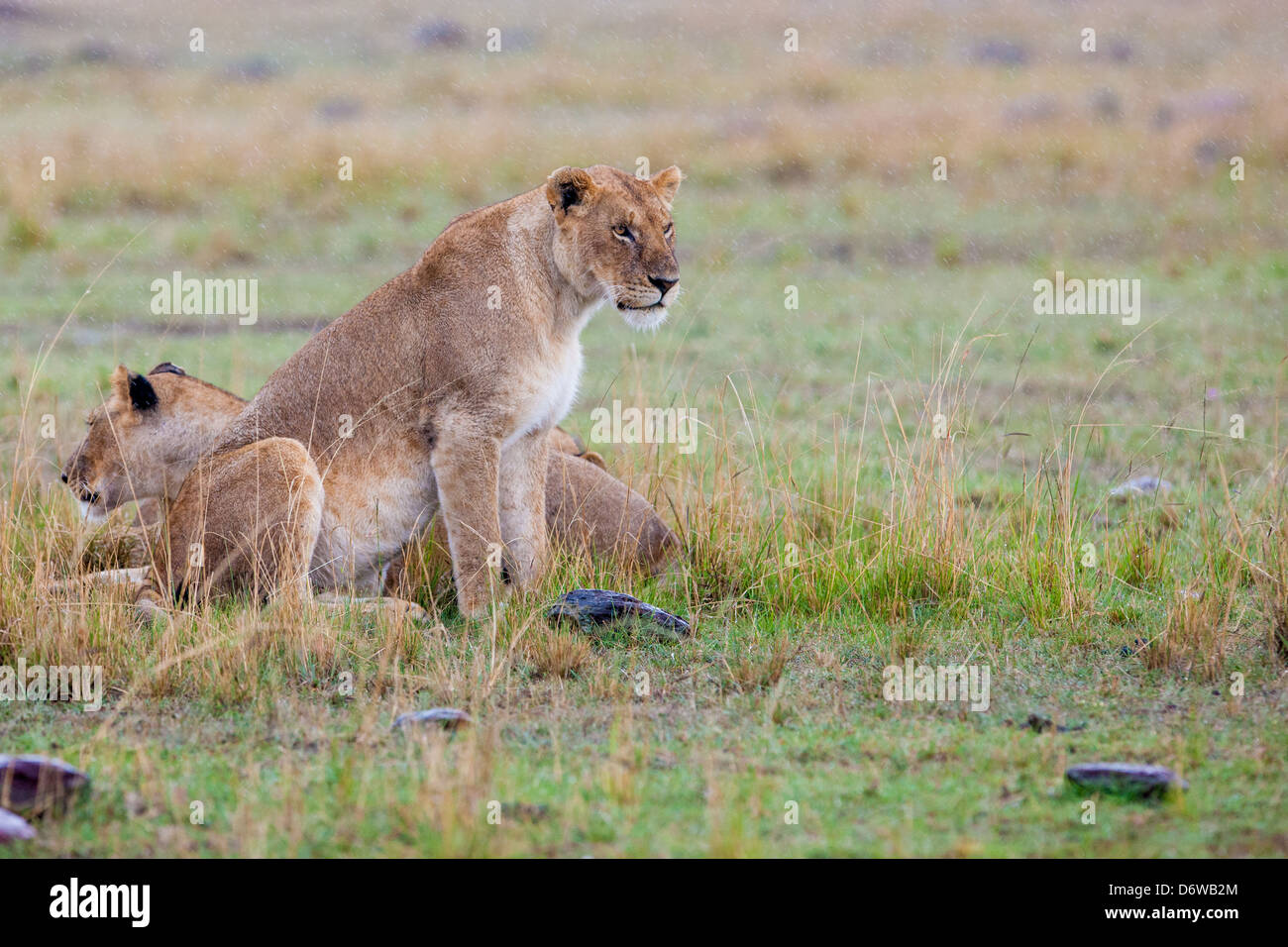 Les Lions se reposant dans les herbages Banque D'Images