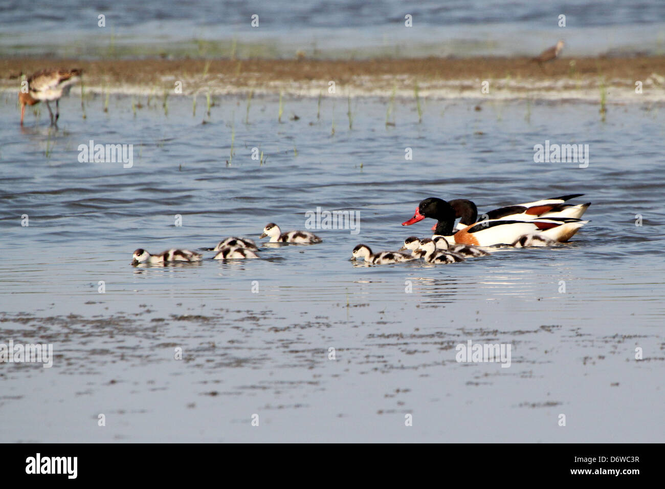 Close up détaillées d'un couple de Shelducks (Tadorna tadorna) Nager avec leurs petits Banque D'Images