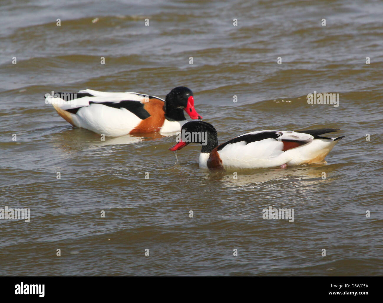 Close up détaillées d'un couple de mâles matures Shelducks (Tadorna tadorna) Ensemble de nourriture dans les zones humides Banque D'Images