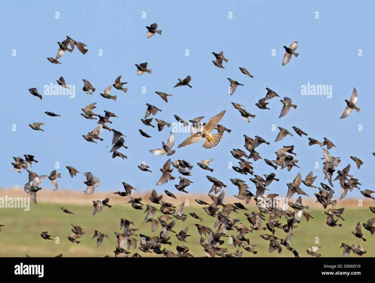 Starling flock attaqué par Merlin Banque D'Images