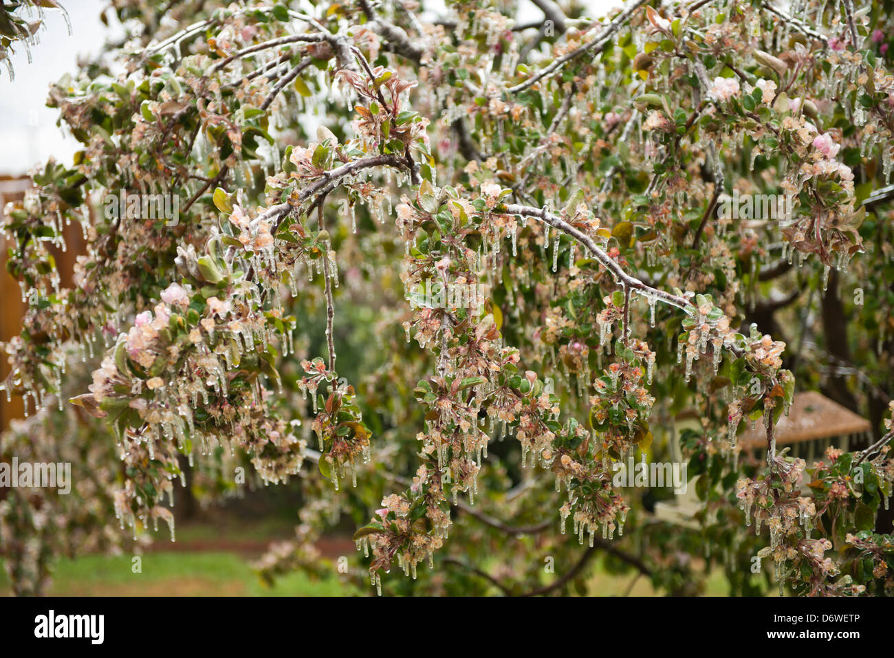 Une tempête de glace Avril à Oklahoma manteaux Un pommetier en fleurs. USA. Banque D'Images