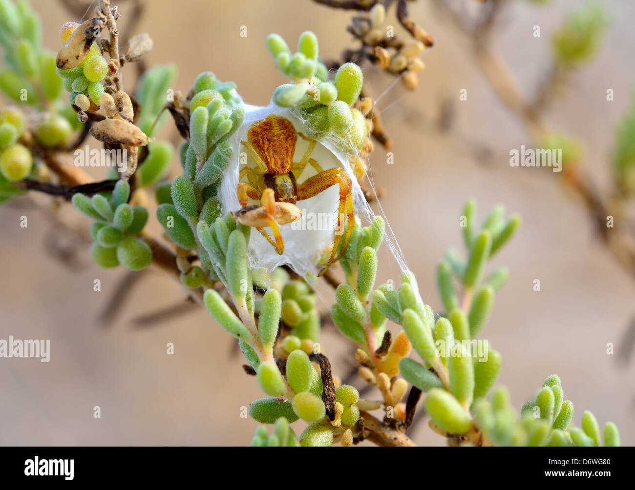 Une araignée construit un nid dans la plante du désert. Death Valley National Park, California, USA. Banque D'Images